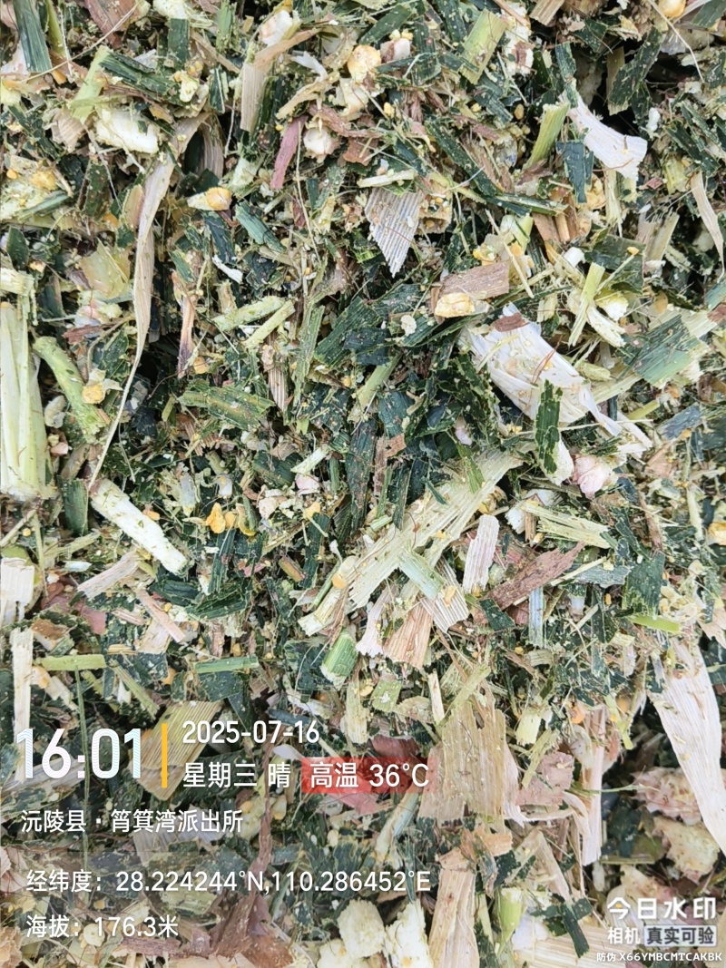 全株玉米青储