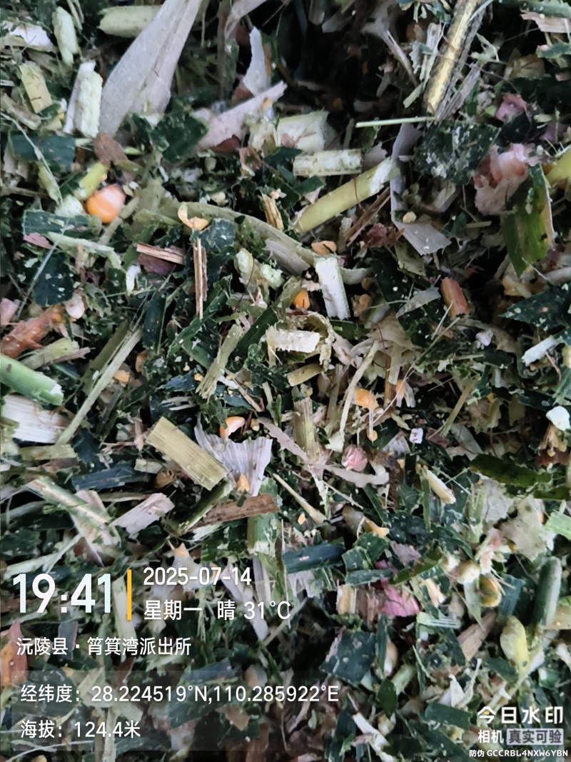 全株玉米青储