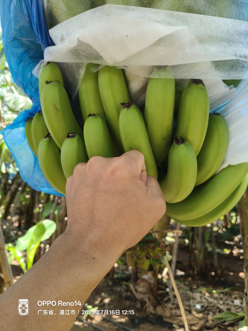 湛江精品香蕉，产地对接一手货源