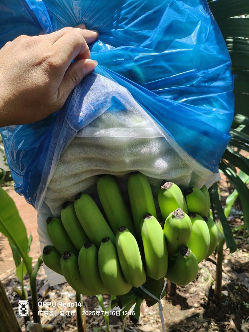 湛江精品香蕉，产地对接一手货源