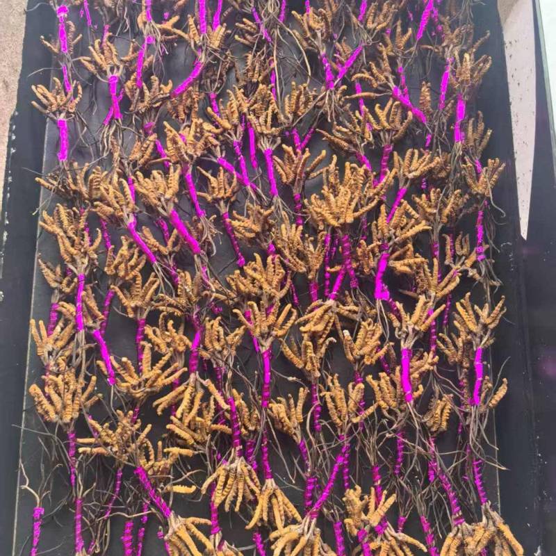 高海拔虫草