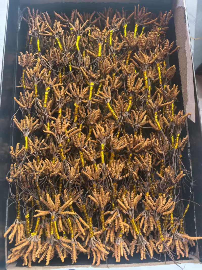 高海拔虫草