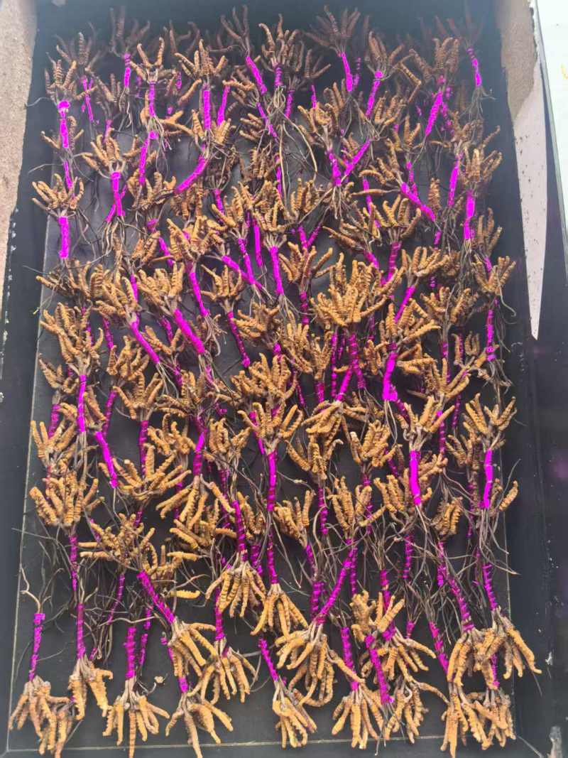 高海拔虫草