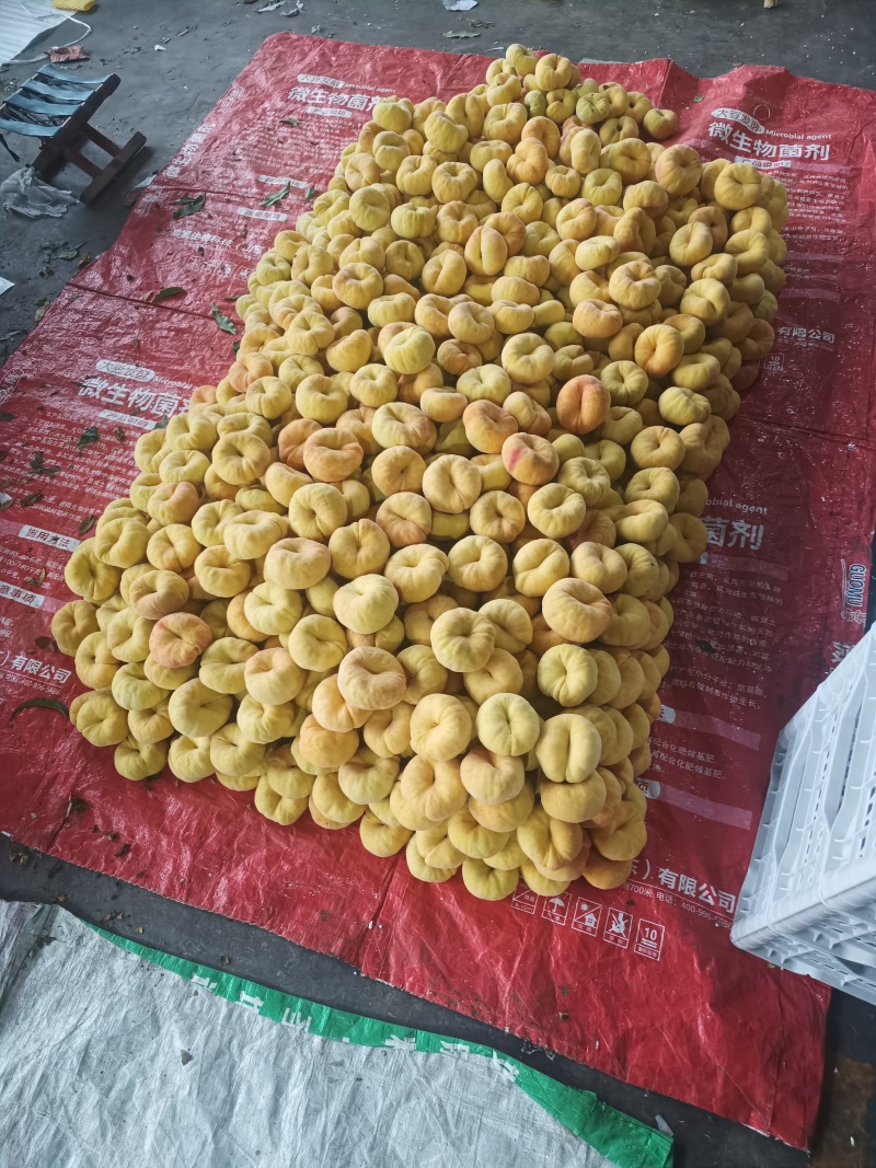 原产地【山东蒙阴】毛蟠桃11大量上市市场货电商货社区团购