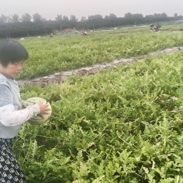 绍兴市上虞区九一丘小丁西瓜上市啦