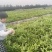 绍兴市上虞区九一丘小丁西瓜上市啦