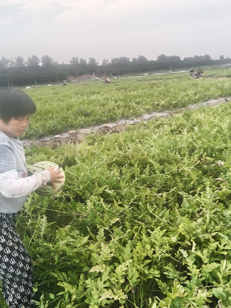 绍兴市上虞区九一丘小丁西瓜上市啦