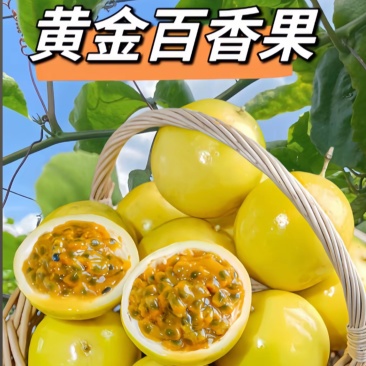 精品特大果（产地一手货源）一件起批，质量保证，大量现货