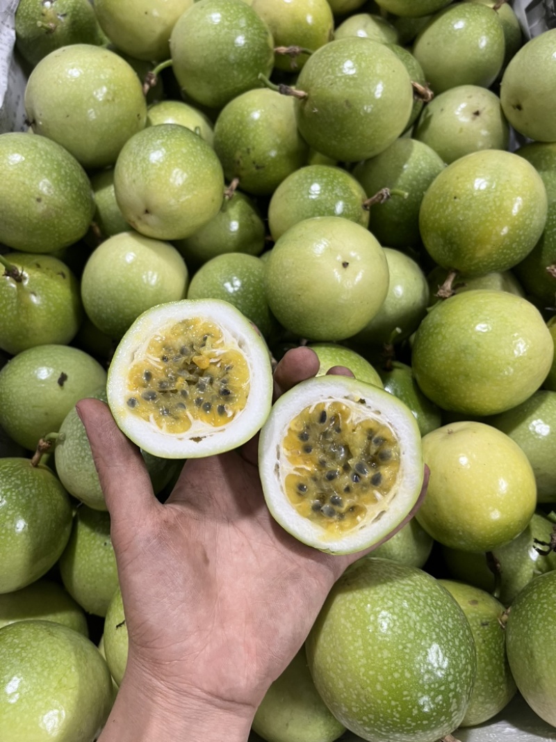 精品特大果（产地一手货源）一件起批，质量保证，大量现货