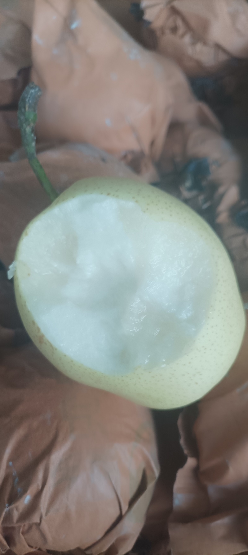 套代黄冠梨大量供应，个大口感脆甜，