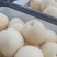 套代黄冠梨大量供应，个大口感脆甜，