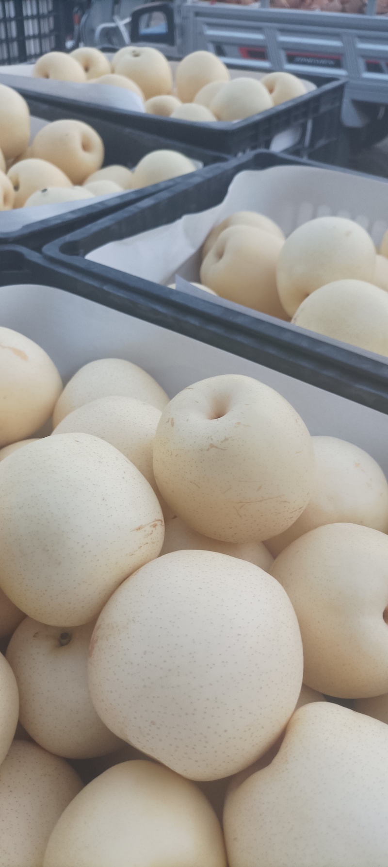 套代黄冠梨大量供应，个大口感脆甜，