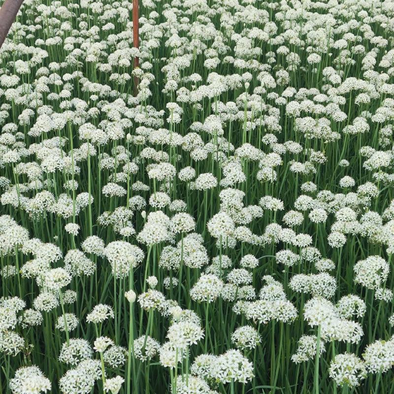 精品韭菜花
