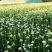 精品韭菜花