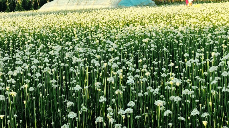 精品韭菜花