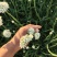 精品韭菜花