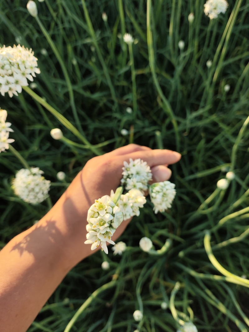 精品韭菜花