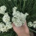 精品韭菜花