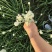 精品韭菜花