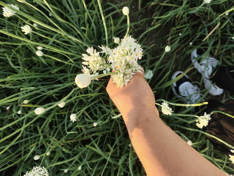 精品韭菜花