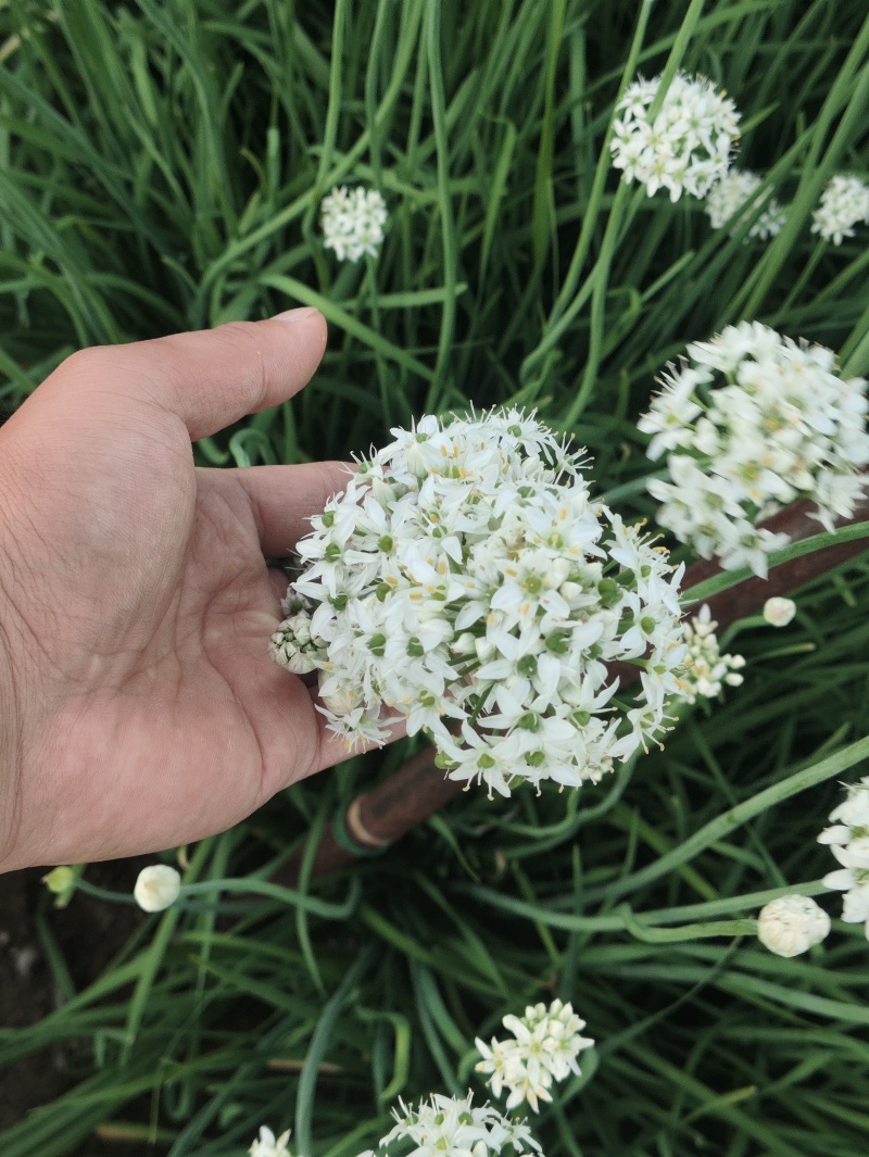 精品韭菜花