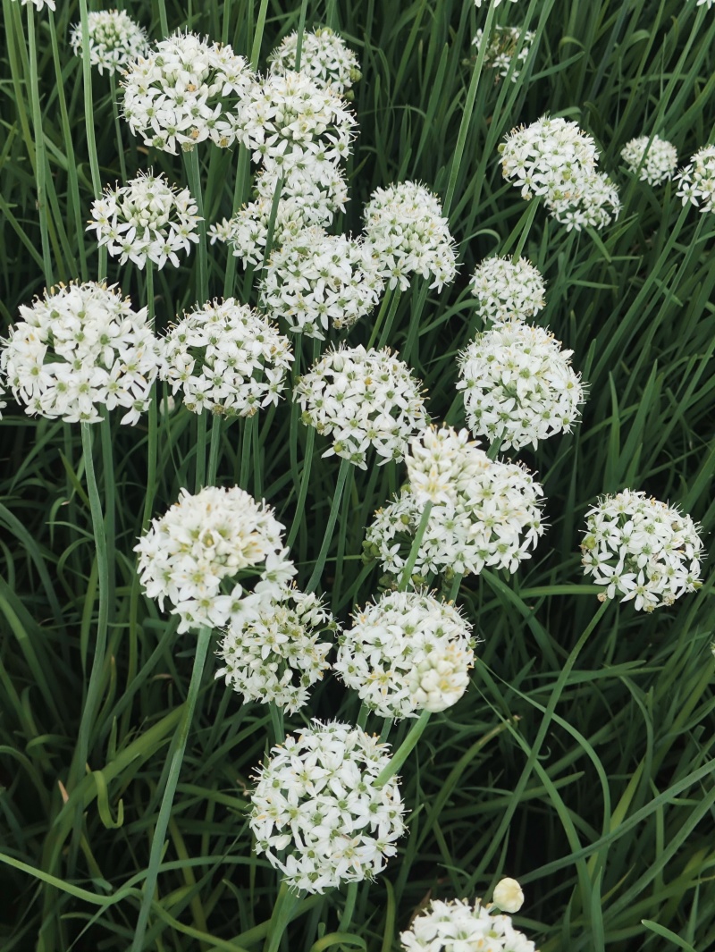 精品韭菜花