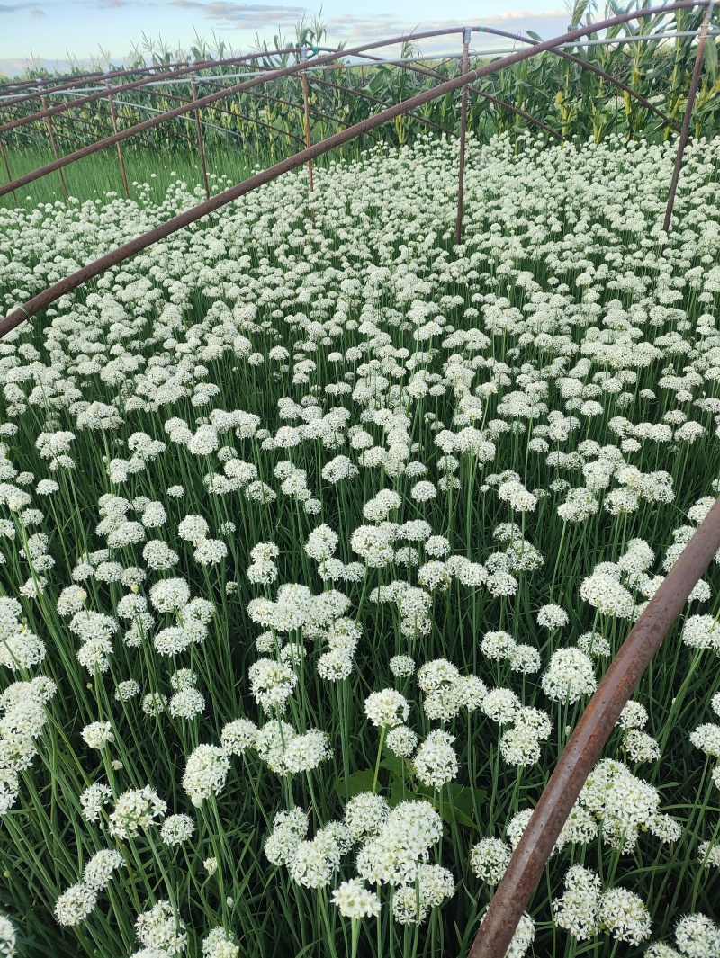 精品韭菜花
