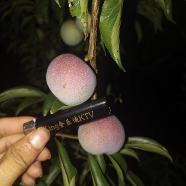 6钱起的货
