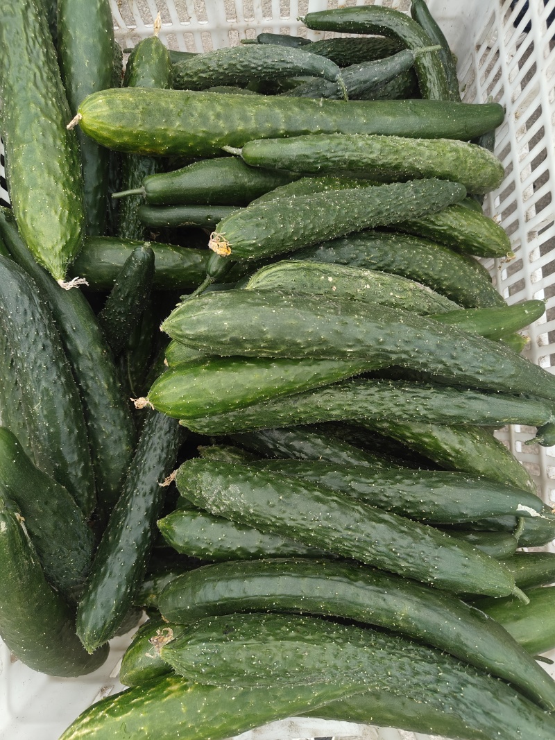 黄瓜