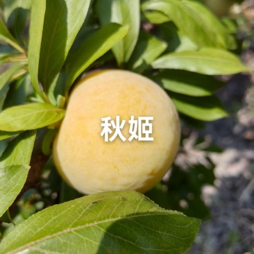 秋姬李子大量上市，软糯香甜，个头大，价便宜