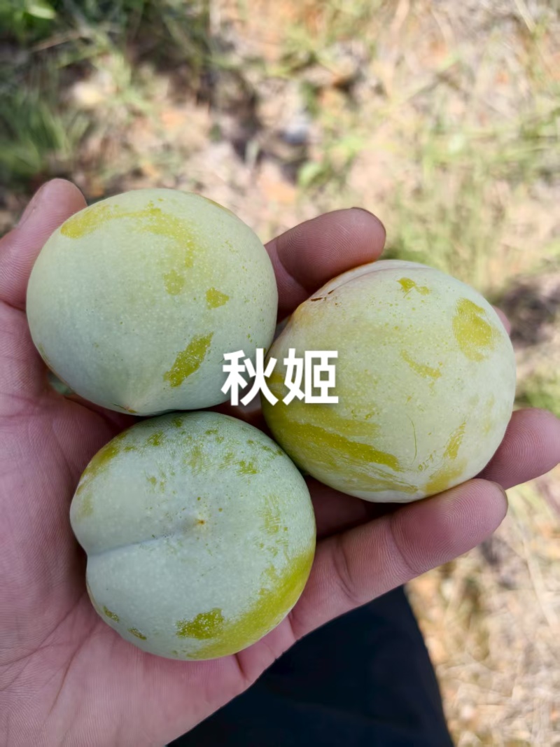 秋姬李子大量上市，软糯香甜，个头大，价便宜