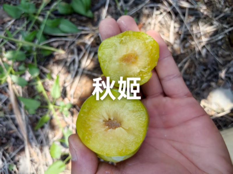 秋姬李子大量上市，软糯香甜，个头大，价便宜