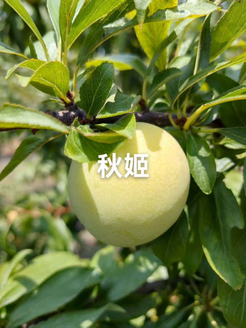 秋姬李子大量上市，软糯香甜，个头大，价便宜