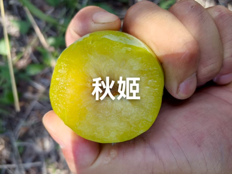 秋姬李子大量上市，软糯香甜，个头大，价便宜