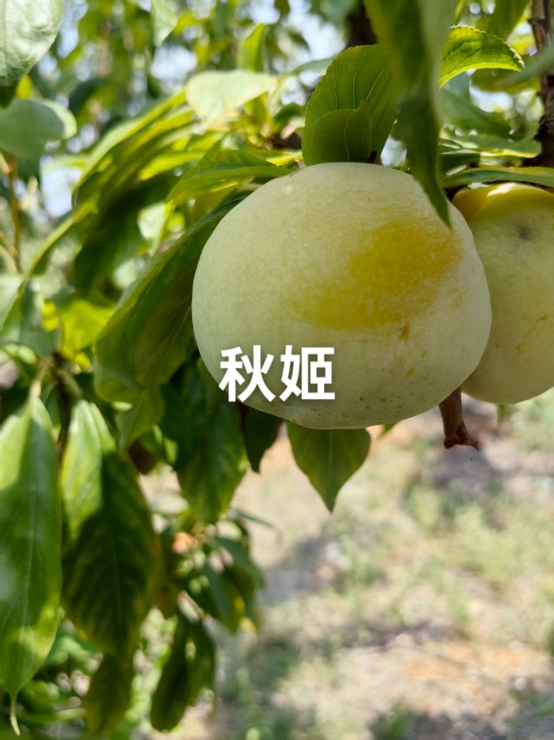 秋姬李子大量上市，软糯香甜，个头大，价便宜