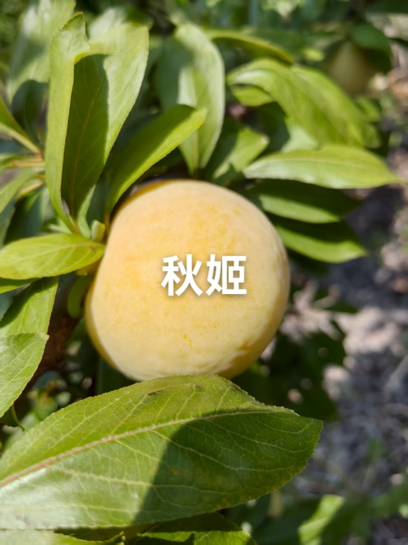 秋姬李子大量上市，软糯香甜，个头大，价便宜