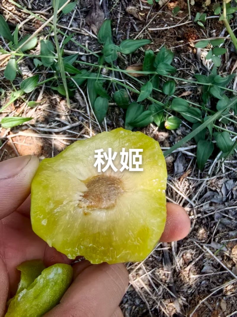 秋姬李子大量上市，软糯香甜，个头大，价便宜