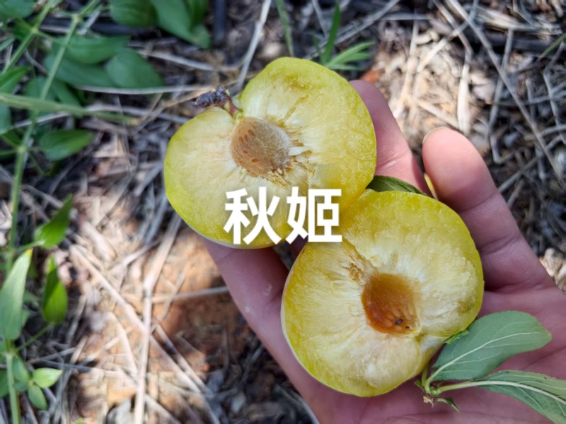 秋姬李子大量上市，软糯香甜，个头大，价便宜