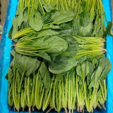 菠菜