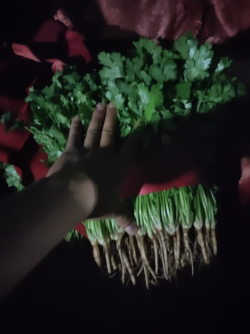菠菜