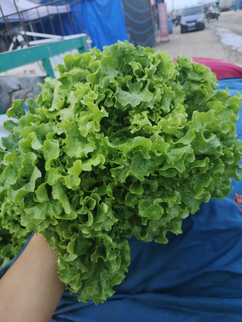 菠菜