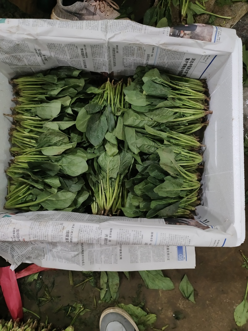 菠菜