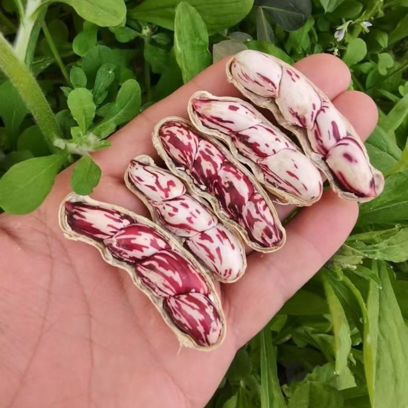 产地直发云南七彩鲜花生，对接商超，社区团购