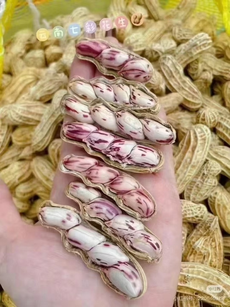 产地直发云南七彩鲜花生，对接商超，社区团购