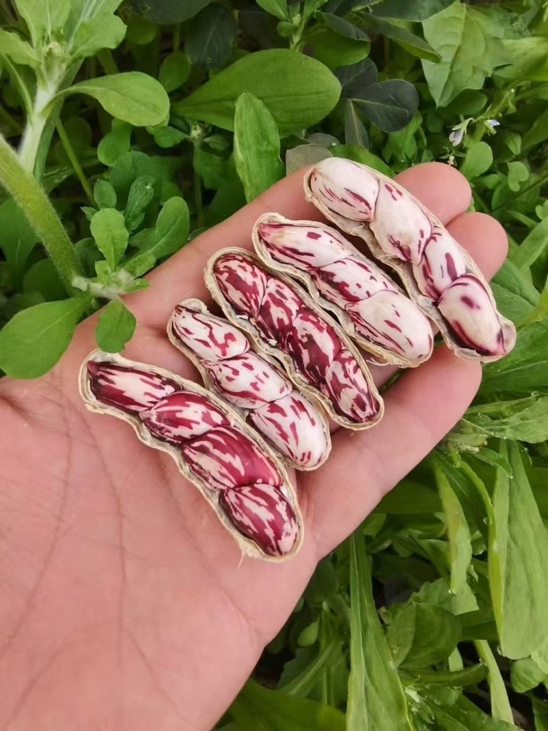 产地直发云南七彩鲜花生，对接商超，社区团购