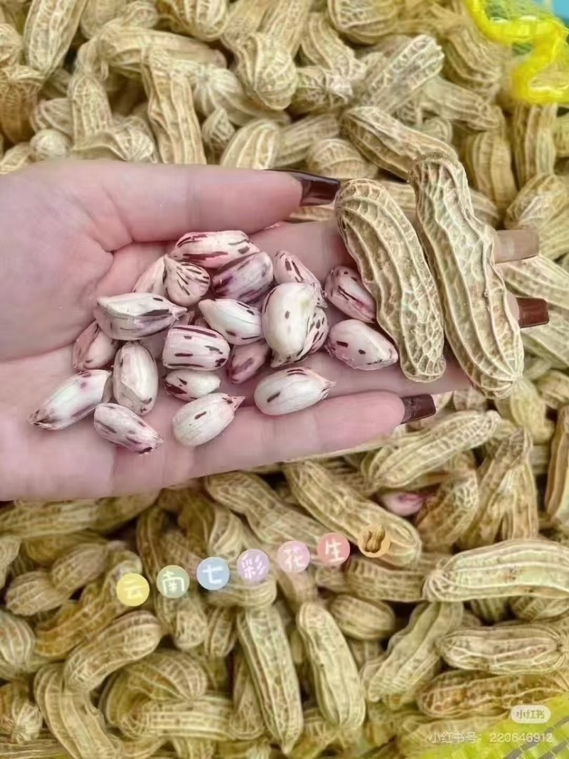 产地直发云南七彩鲜花生，对接商超，社区团购