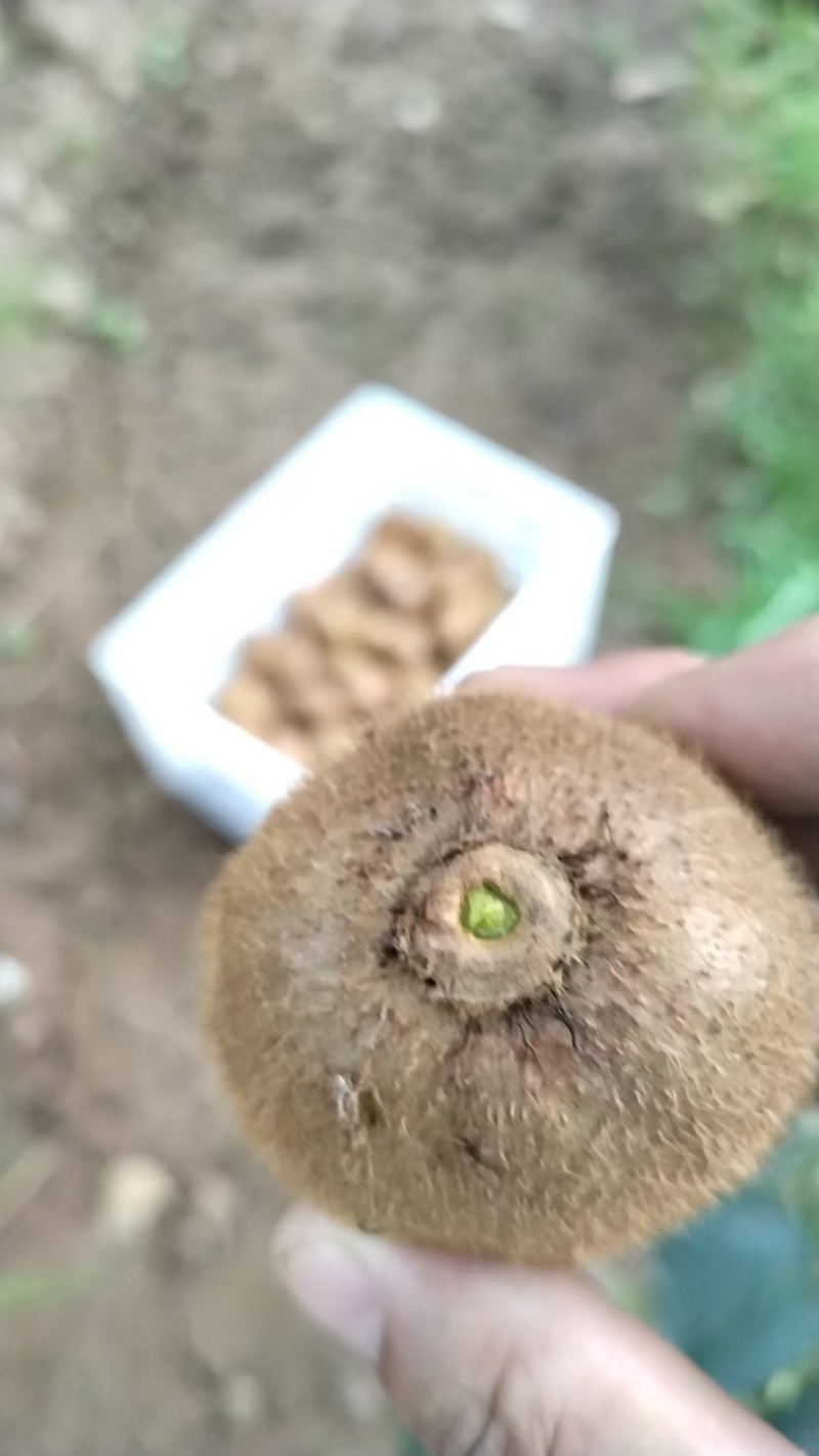 陕西眉县徐香猕猴桃