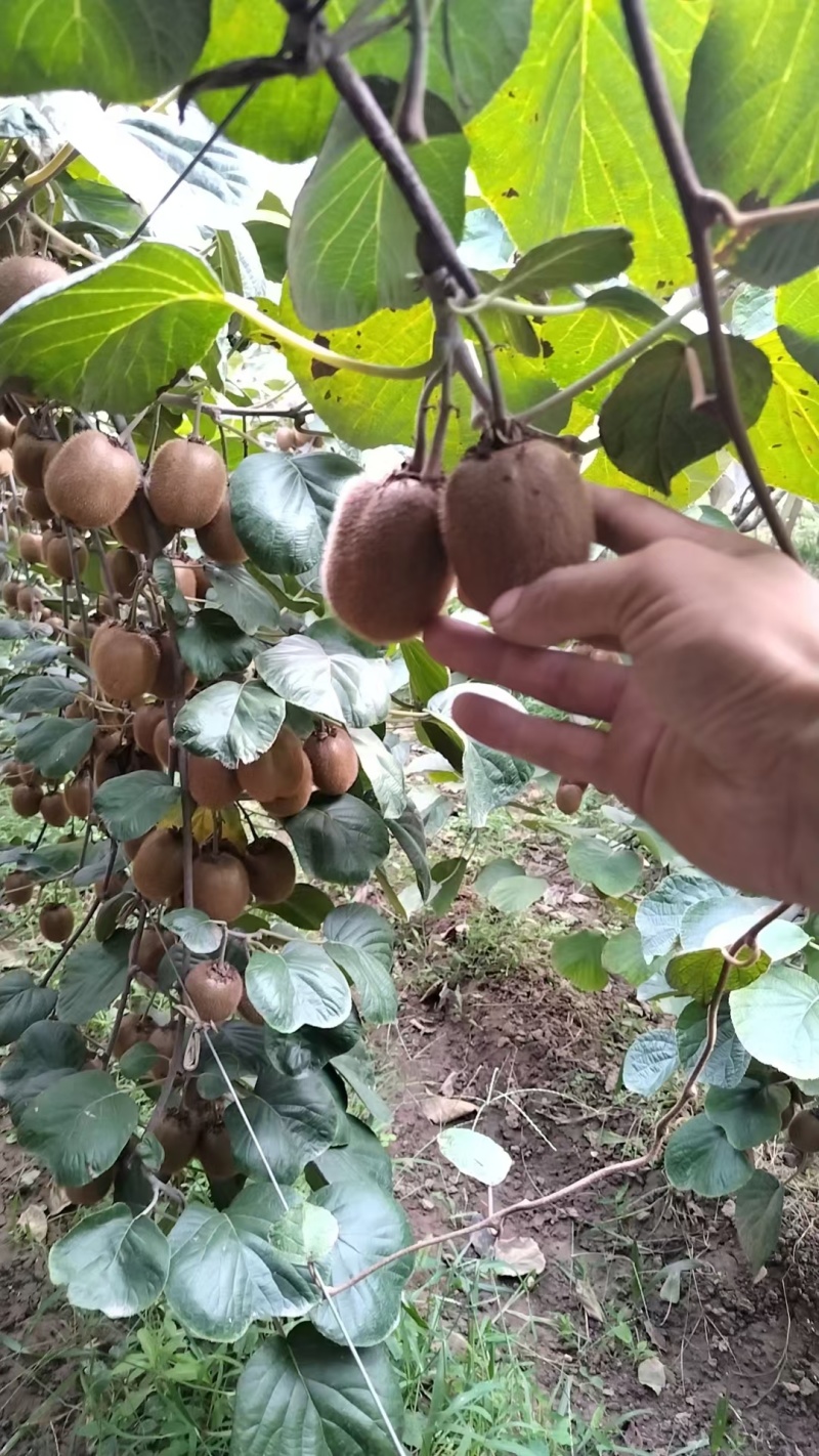 陕西眉县徐香猕猴桃