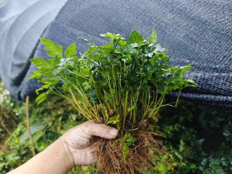 千万株优质一级鸡爪黄连苗自有苗圃现货直供量大价优