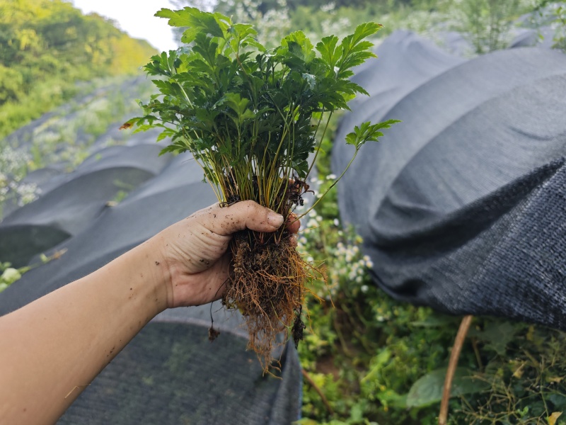 千万株优质一级鸡爪黄连苗自有苗圃现货直供量大价优